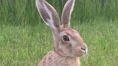 Book Review: ‘Raising Hare,’ by Chloe Dalton