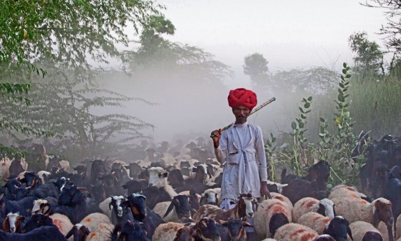 Book review: Behind the Bishnoi’s fight for wildlife and nature Book review: Behind the Bishnoi’s fight for wildlife and nature