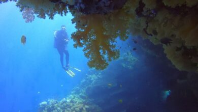 ‘Coralations’ Q&A with author Melody Jue