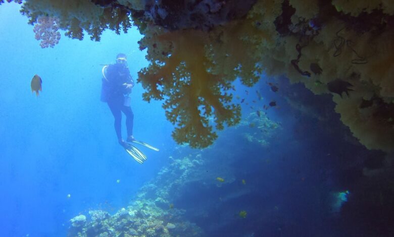 ‘Coralations’ Q&A with author Melody Jue