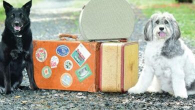 Southwest Florida dogs featured in New Jersey author’s new book