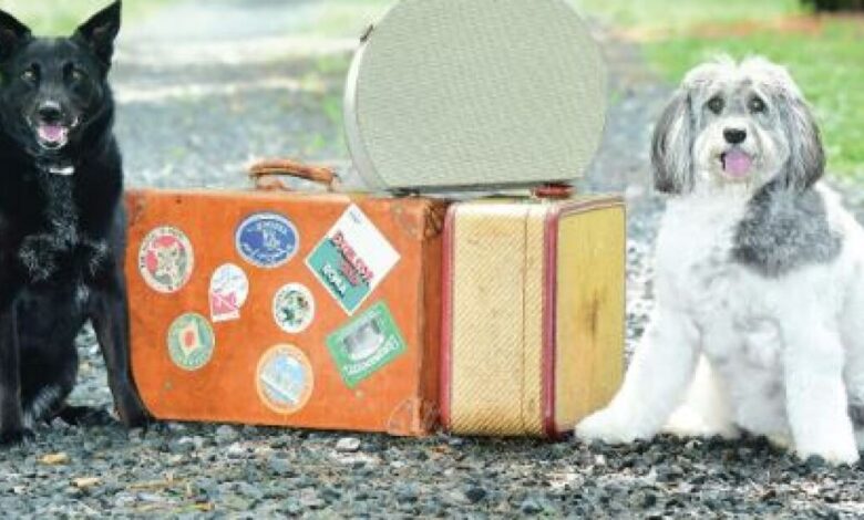Southwest Florida dogs featured in New Jersey author’s new book Southwest Florida dogs featured in New Jersey author’s new book