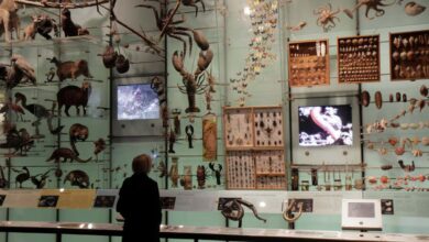 Nature’s Memory review: A new book reveals the deep flaws in our natural history museums