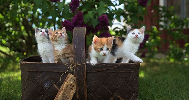 200+ Literary Cat Names For Naming Your New Pet 200+ Literary Cat Names For Naming Your New Pet