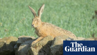 Raising Hare by Chloe Dalton review – woman meets leveret | Books