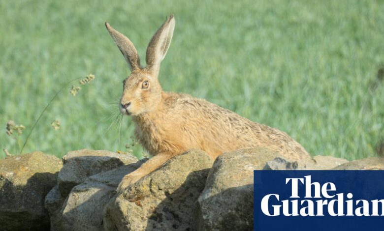 Raising Hare by Chloe Dalton review – woman meets leveret | Books Raising Hare by Chloe Dalton review – woman meets leveret | Books